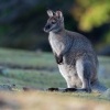 Klokan rudokrky - Macropus rufogriseus - Bennetts wallaby o7822
